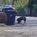 Dog in Gulfport, status:UNKNOWN