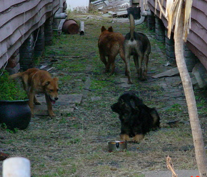 Dogs in New Orleans; status:UNKNOWN